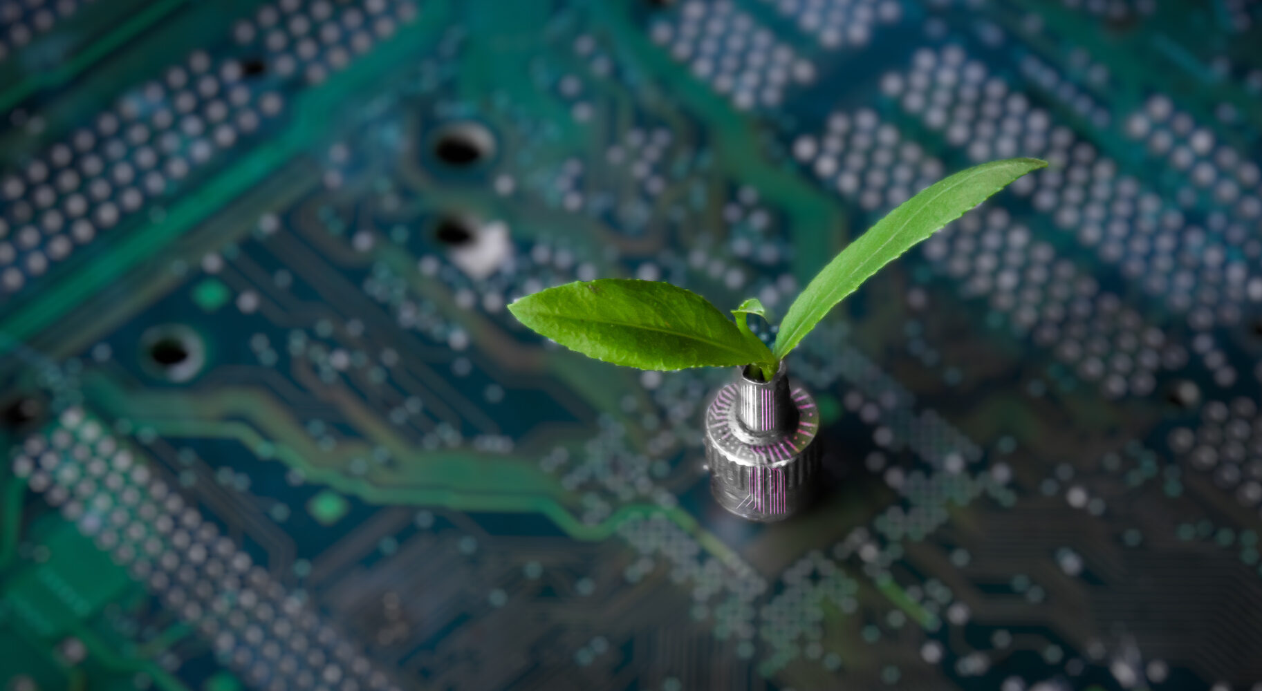A plant coming out of a board